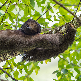 La Selva - Three-toed sloth